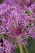 ALLIUM PURPLE RAIN