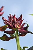 MONARDA PRARIENACHT PRAIRY NIGHT