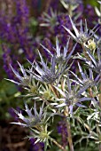 ERYNGIUM BOURGATII PICOS AMYTHEST