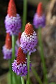 PRIMULA VIALII