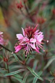 GAURA PASSIONATE RAINBOW