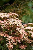 ACHILLEA LACHSSCHONHEIT SALMON BEAUTY