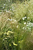 MIXED CREAM AND YELLOW SUMMER PLANTING