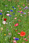 WILD FLOWER PLANTING