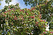 CORNUS KOUSA VAR CHINENSIS