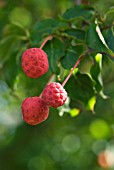 CORNUS KOUSA VAR CHINENESIS