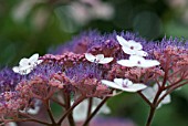 HYDRANGEA VILLOSA