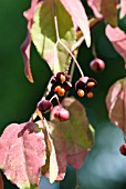 EUONYMUS OXYPHYLLUS