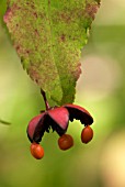 EUONYMUS OXYPHYLLUS