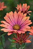 OSTEOSPERMUM SUNNY SHEILA