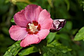 HIBISCUS SYRIACUS