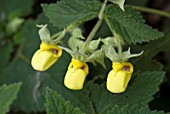 CALCEOLARIA PAVONII