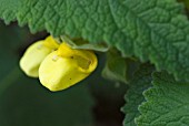 CALCEOLARIA PAVONII