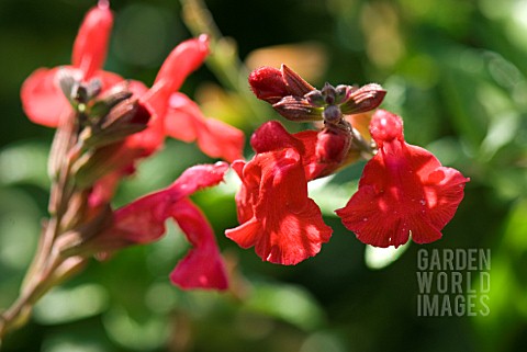 SALVIA_GRAHAMII