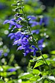 SALVIA GUARANITICA BLUE ENSIGN