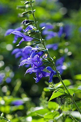 SALVIA_GUARANITICA_BLUE_ENSIGN