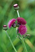 CIRSIUM RIVULARE ATROPURPUREUM