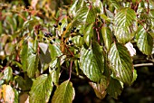 CORNUS CONTROVERSA BERRIES