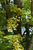 ACER PALMATUM SENKAKI