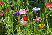 NATIVE WILD FLOWER SEED MIX