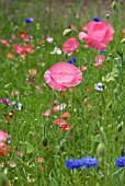 PINK AND BLUE WILD FLOWERS