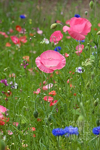 PINK_AND_BLUE_WILD_FLOWERS