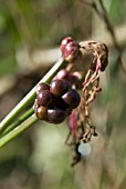 NERINE SEEDS SHOWING AFTER FLOWER DIES