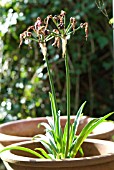 NERINE GONE TO SEED IN POTS