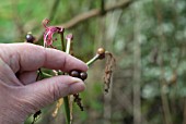 HARVESTING FRESH NERINE SEEDS