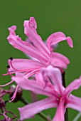 NERINE FLOWERS