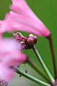 FRESH NERINE SEEDS