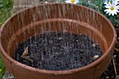 WATERING BULBS
