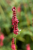 PERSICARIA AMPLEXICAULIS FIREDANCE