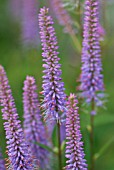 VERONICASTRUM VIRGINICUM FASCINATION