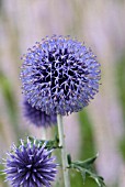 ECHINOPS RITRO VEICHS BLUE