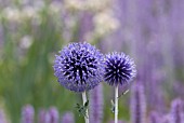 ECHINOPS RITRO VEICHS BLUE