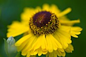 HELENIUM RIVERTON BEAUTY