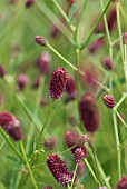 SANGUISORBA OFFICINALIS RED THUNDER