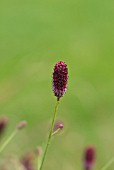 SANGUISORBA OFFICINALIS RED THUNDER