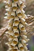 DIGITALIS FERRUGINEA