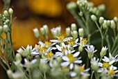 LATE FLOWERING WHITE ASTER