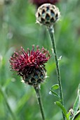 CENTAUREA ATROPURPUREA