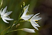 SCHIZOSTYLIS COCCINEA ALBA