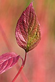 CORNUS SIBIRICA ALBA