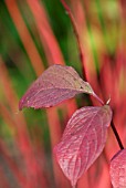 CORNUS SIBIRICA ALBA