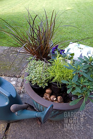 PLANTING_WINTER_INTEREST_POT_WITH_BULBS_FOR_SPRING