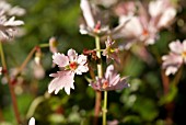 SAXIFRAGA FORTUNEI CHEAP CONFECTIONS