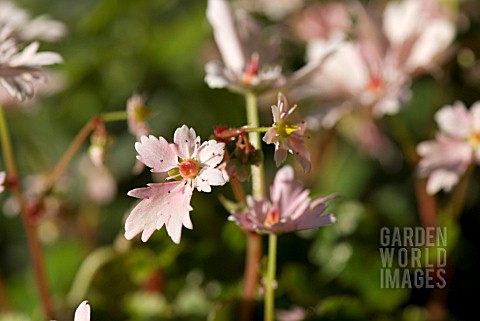 SAXIFRAGA_FORTUNEI_CHEAP_CONFECTIONS
