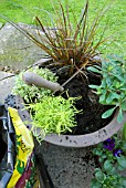 PLANTING WINTER INTEREST POT WITH BULBS FOR SPRING