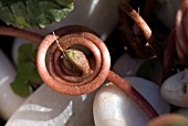 CYCLAMEN SEED HEAD OVER STONE MULCH